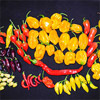 Die Habanero White Bullet werden auch endlich reif