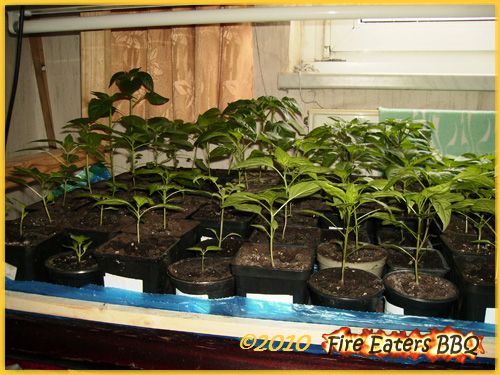 Bilder unserer Chilis, Paprika, Physalis und Tomaten